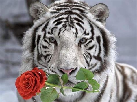 葉玫瑰是白虎